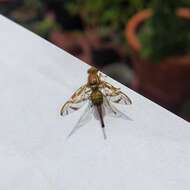 Image of Mexican Fruit Fly