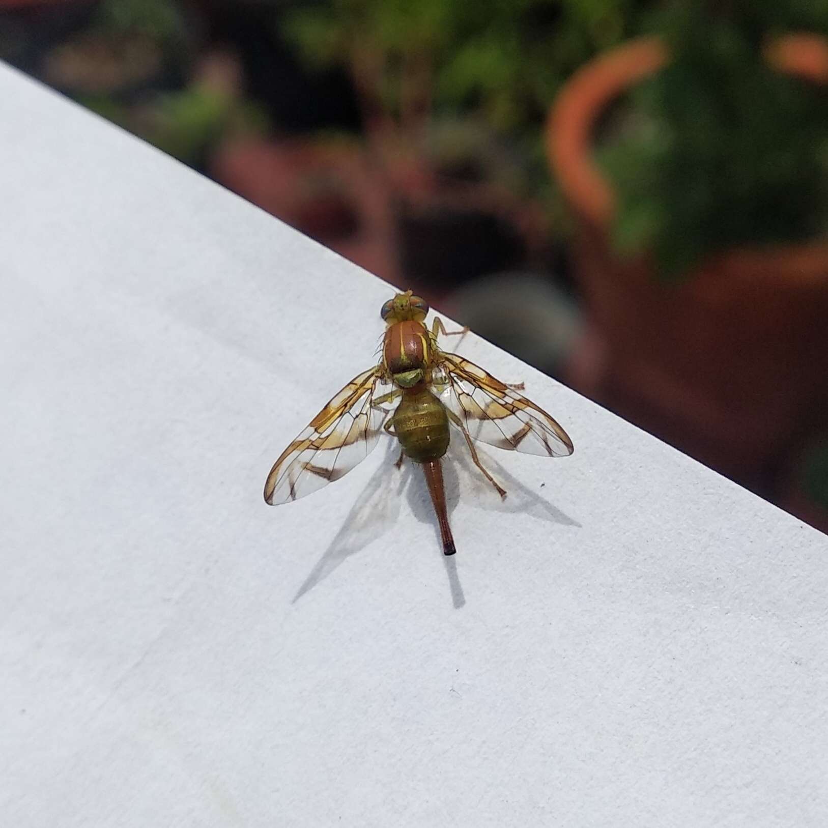 Image of Mexican Fruit Fly