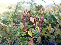 صورة Rhododendron myrtifolium Schott & Kotschy