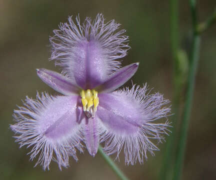 Image of Thysanotus banksii R. Br.