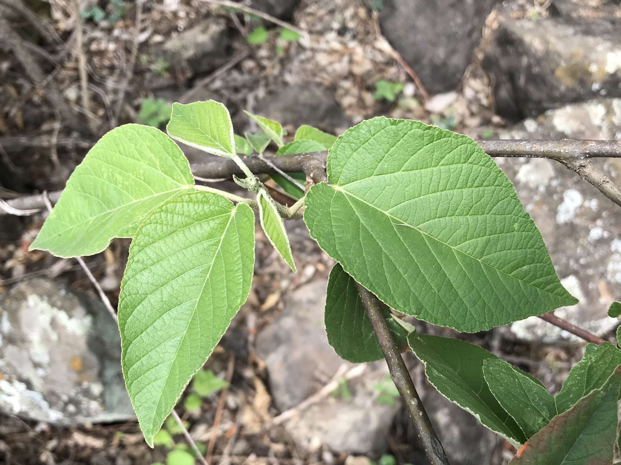 Слика од Croton atrostellatus V. W. Steinm.