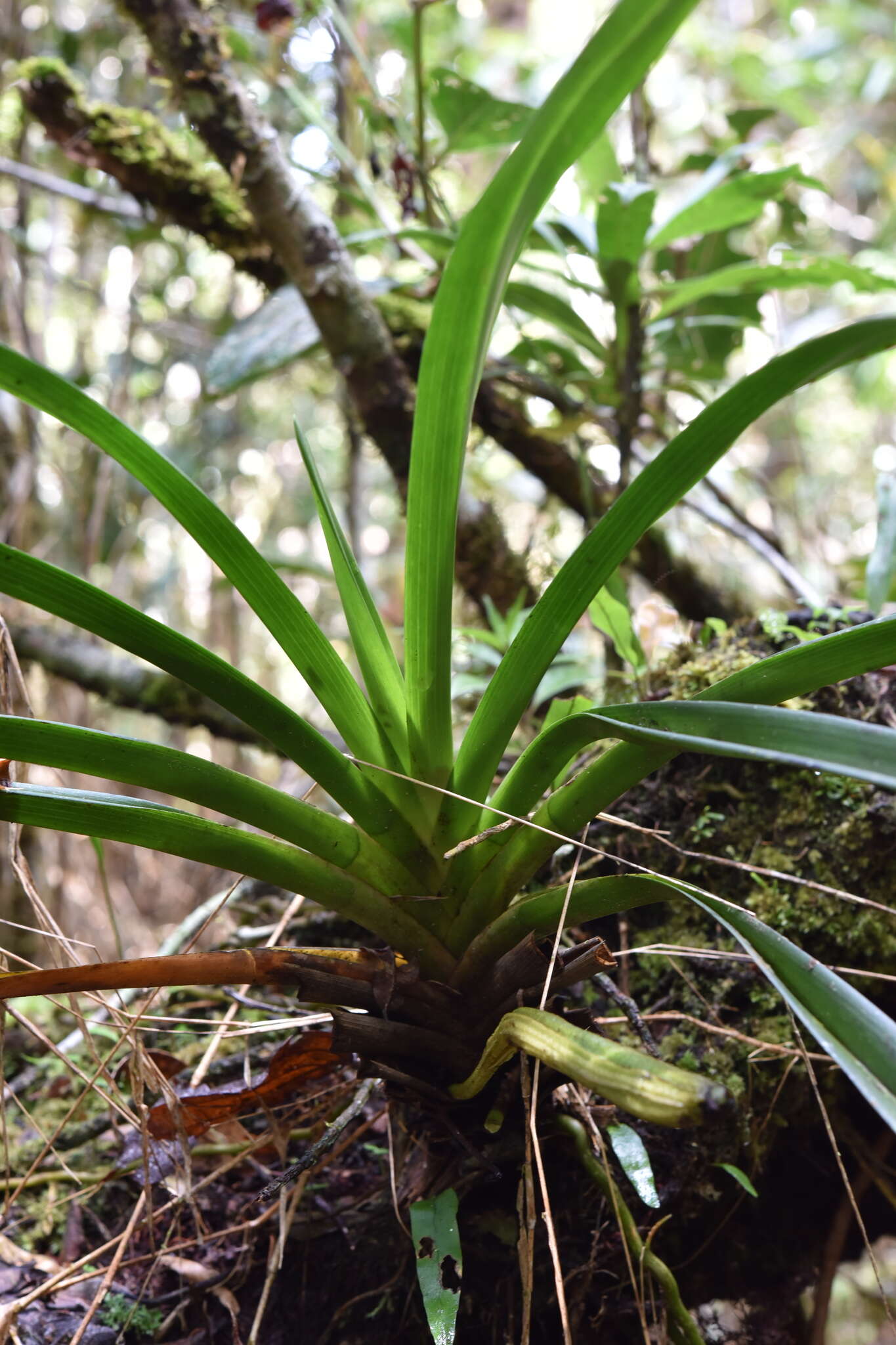 Plancia ëd Jumellea arachnantha (Rchb. fil.) Schltr.