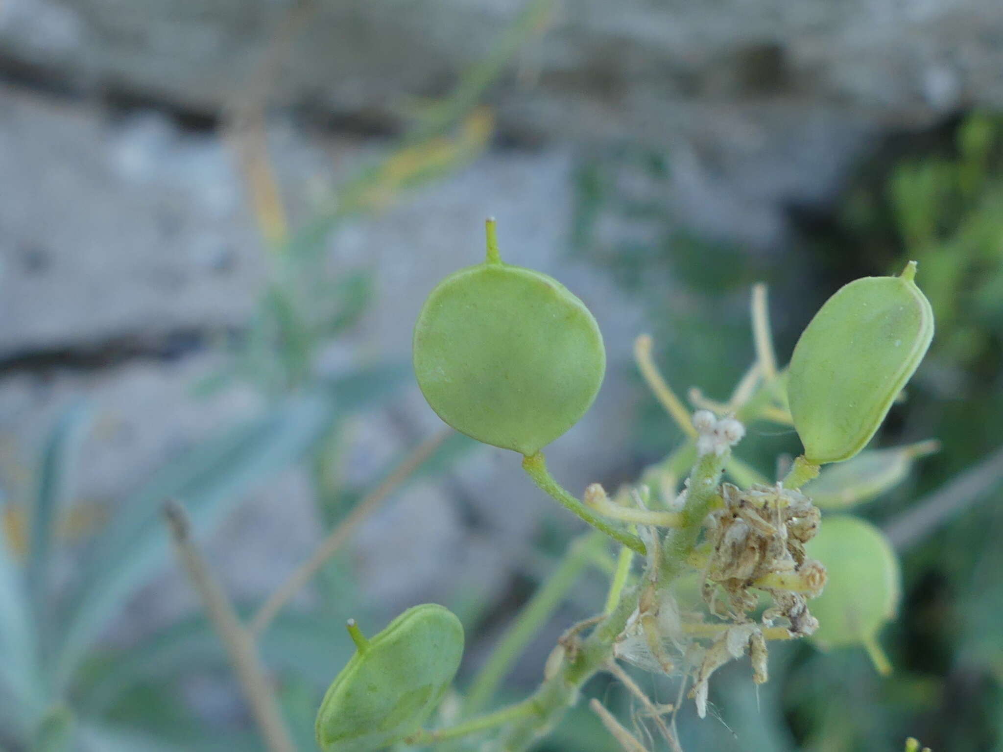 Image of Aurinia leucadea (Guss.) K. Koch