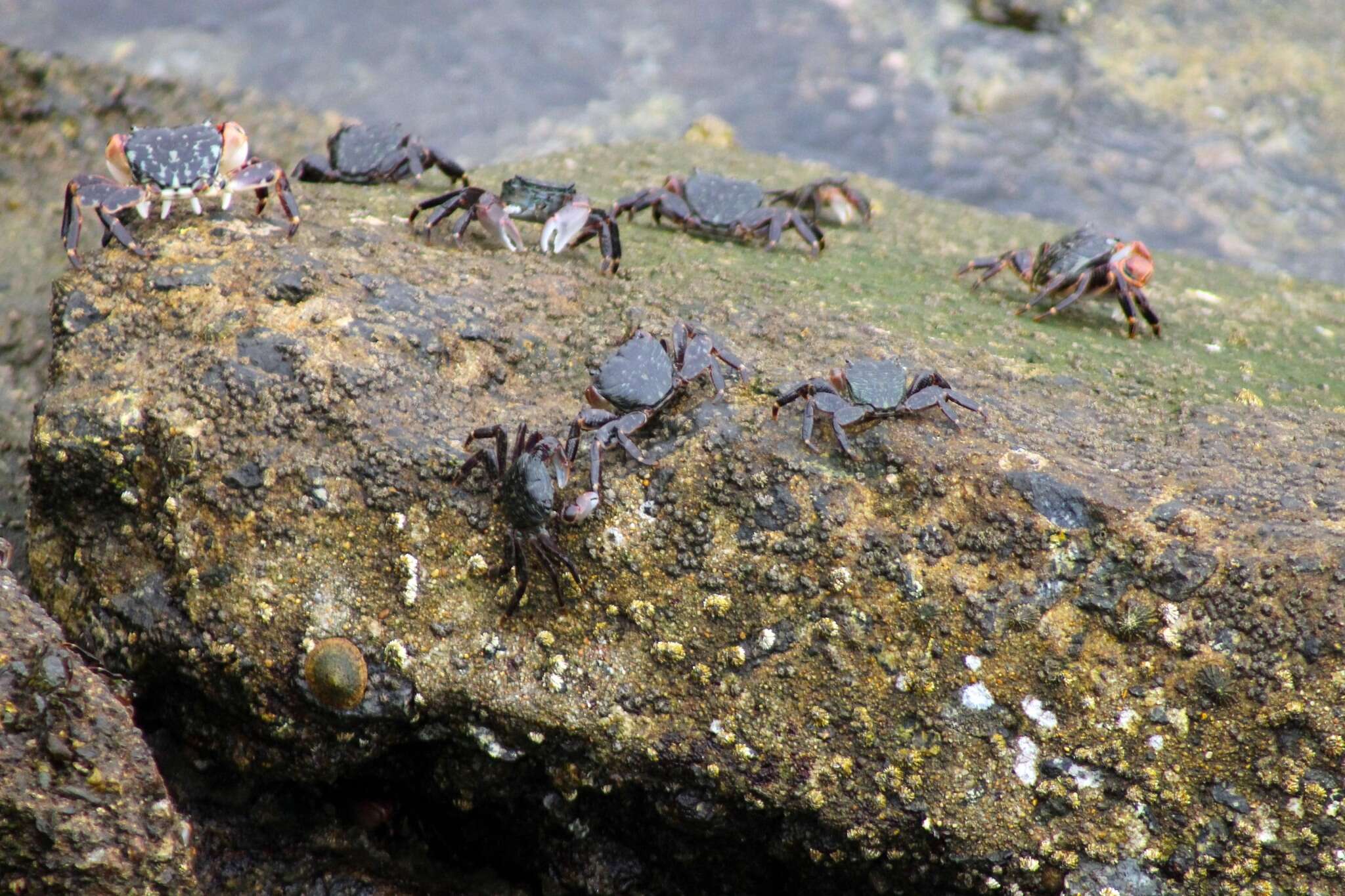 Image of striped shore crab