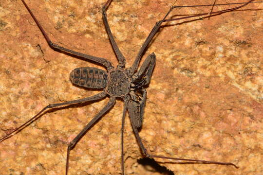 Image of Heterophrynus longicornis (Butler 1873)