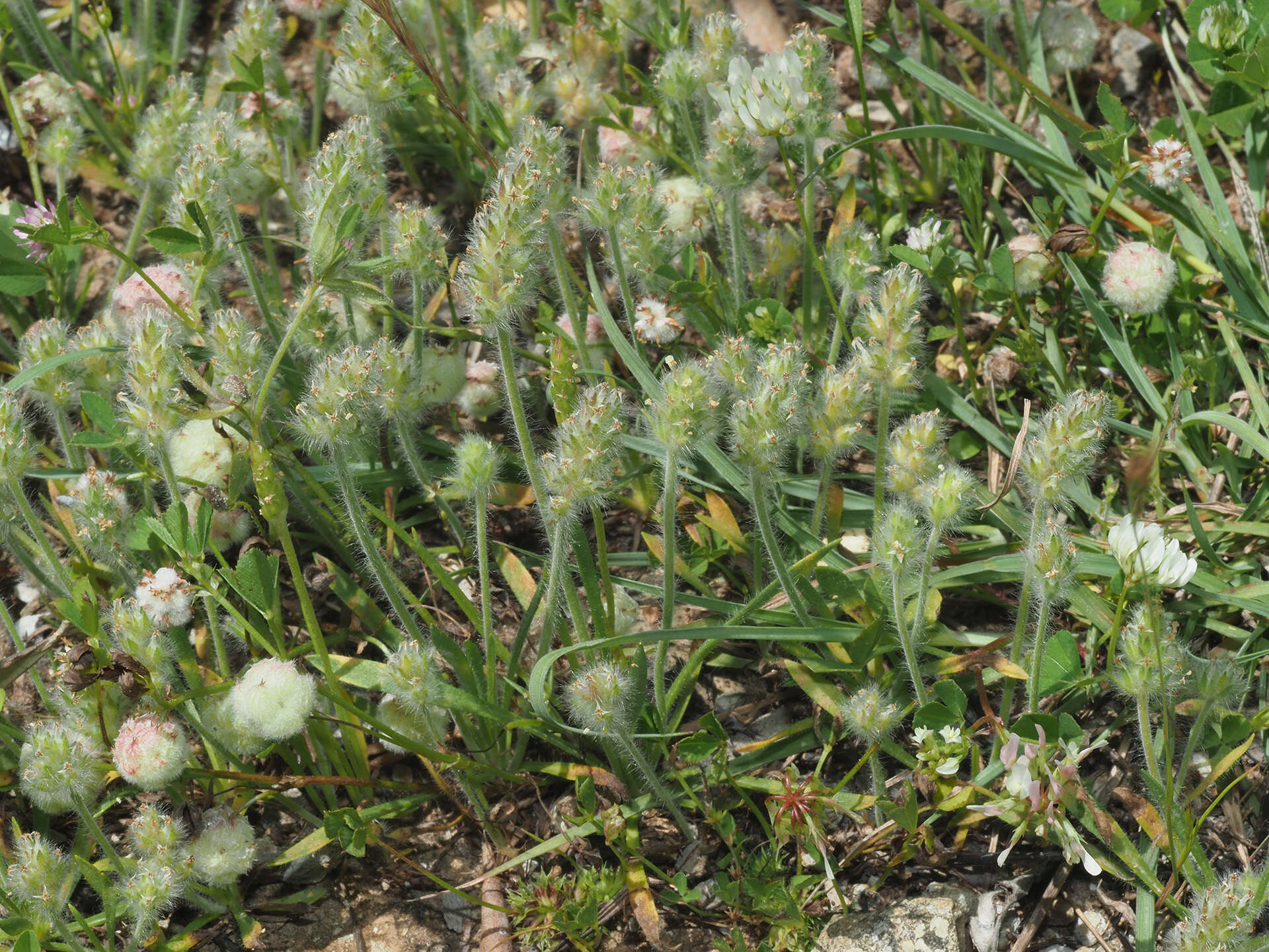 Image of Plantago bellardii All.