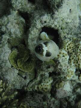 Image of Black Spotted Blow Fish