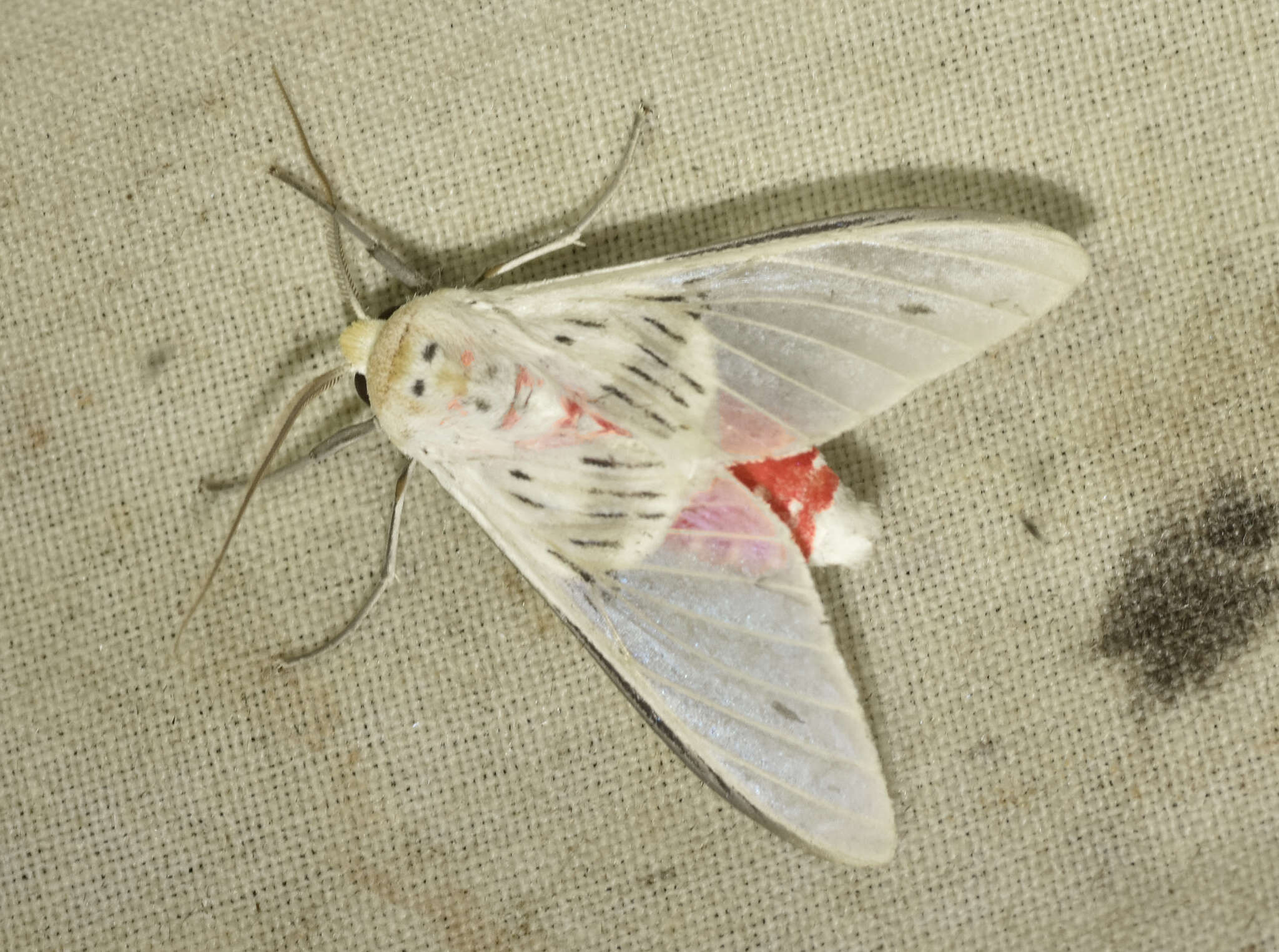 Image of Idalus aleteria Schaus 1905