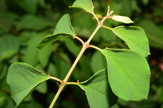 Image of Heteropterys palmeri Rose