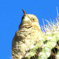 Toxostoma bendirei (Coues 1873)的圖片