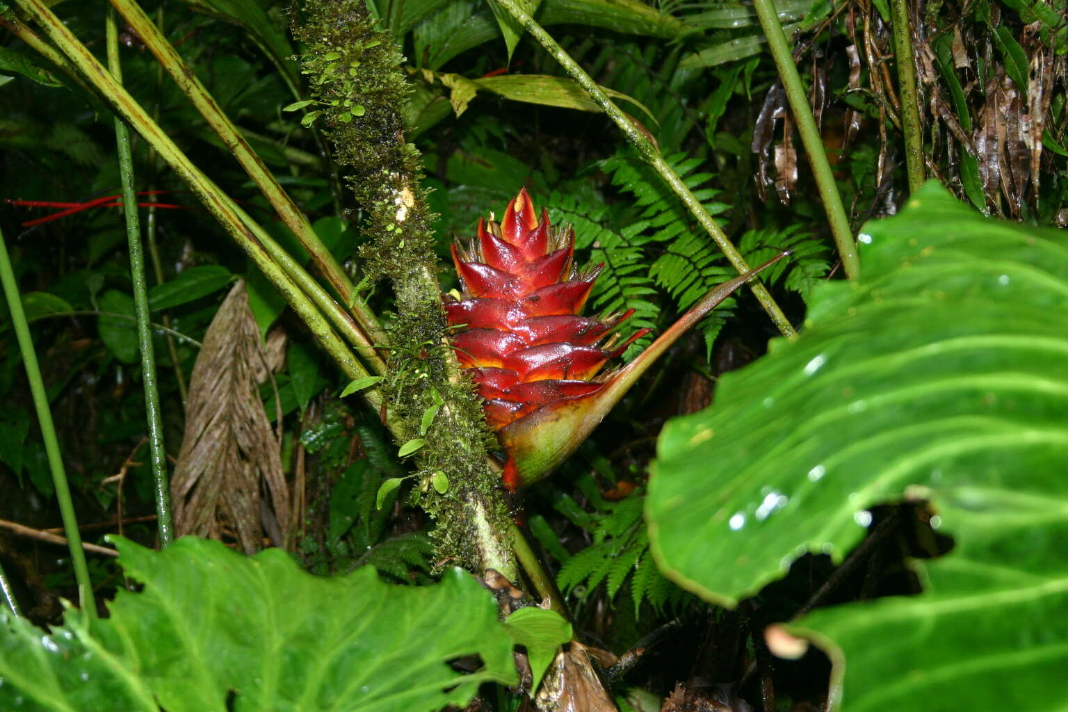 Image of Heliconia atropurpurea G. S. Daniels & F. G. Stiles