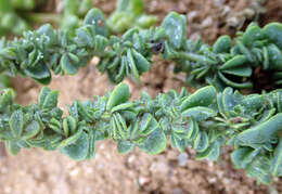 Image de Atriplex australasica Moq.