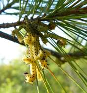 Image of White Pine Sawfly