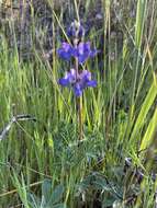 Image of fleshy lupine