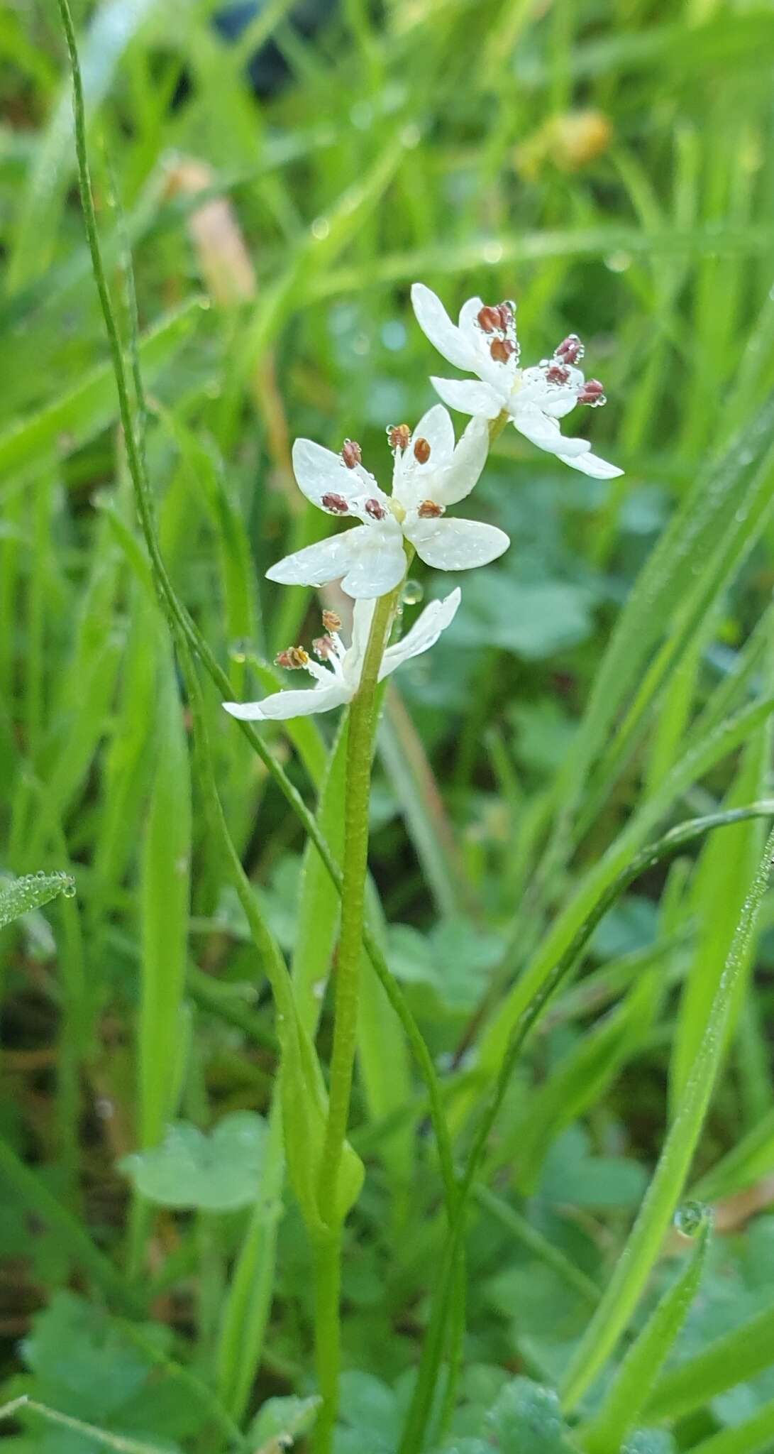 Image of Wurmbea dioica subsp. dioica