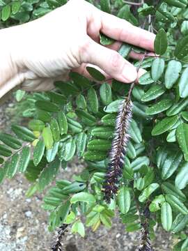 Image of mountain false indigo