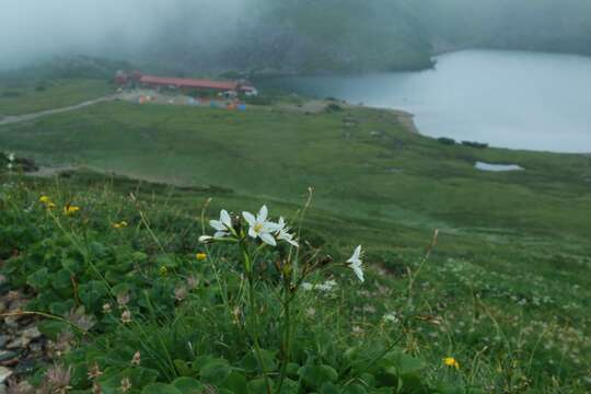 Image of Fauria crista-galli subsp. japonica (Franch.) Gillett