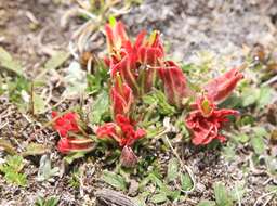 Image of Castilleja pumila (Benth.) Weddell