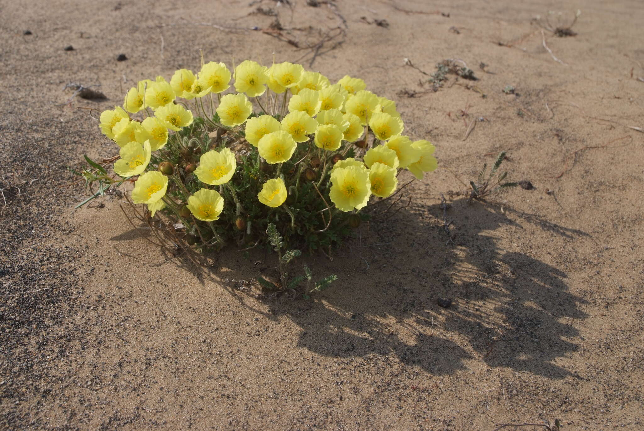 Слика од Papaver pulvinatum subsp. lenaense A. I. Tolmachev