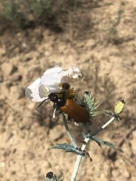 Image of Blister Beetle