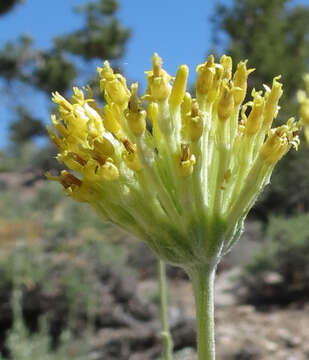 Image of fineleaf hymenopappus