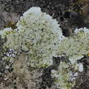 Lecanora valesiaca (Müll. Arg.) Stizenb. resmi