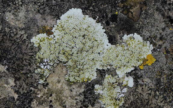 Lecanora valesiaca (Müll. Arg.) Stizenb. resmi