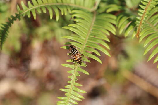 Image of Syrphid fly