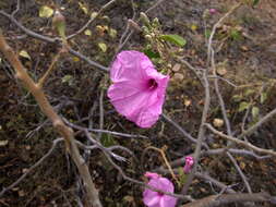 Ipomoea carnea subsp. carnea resmi