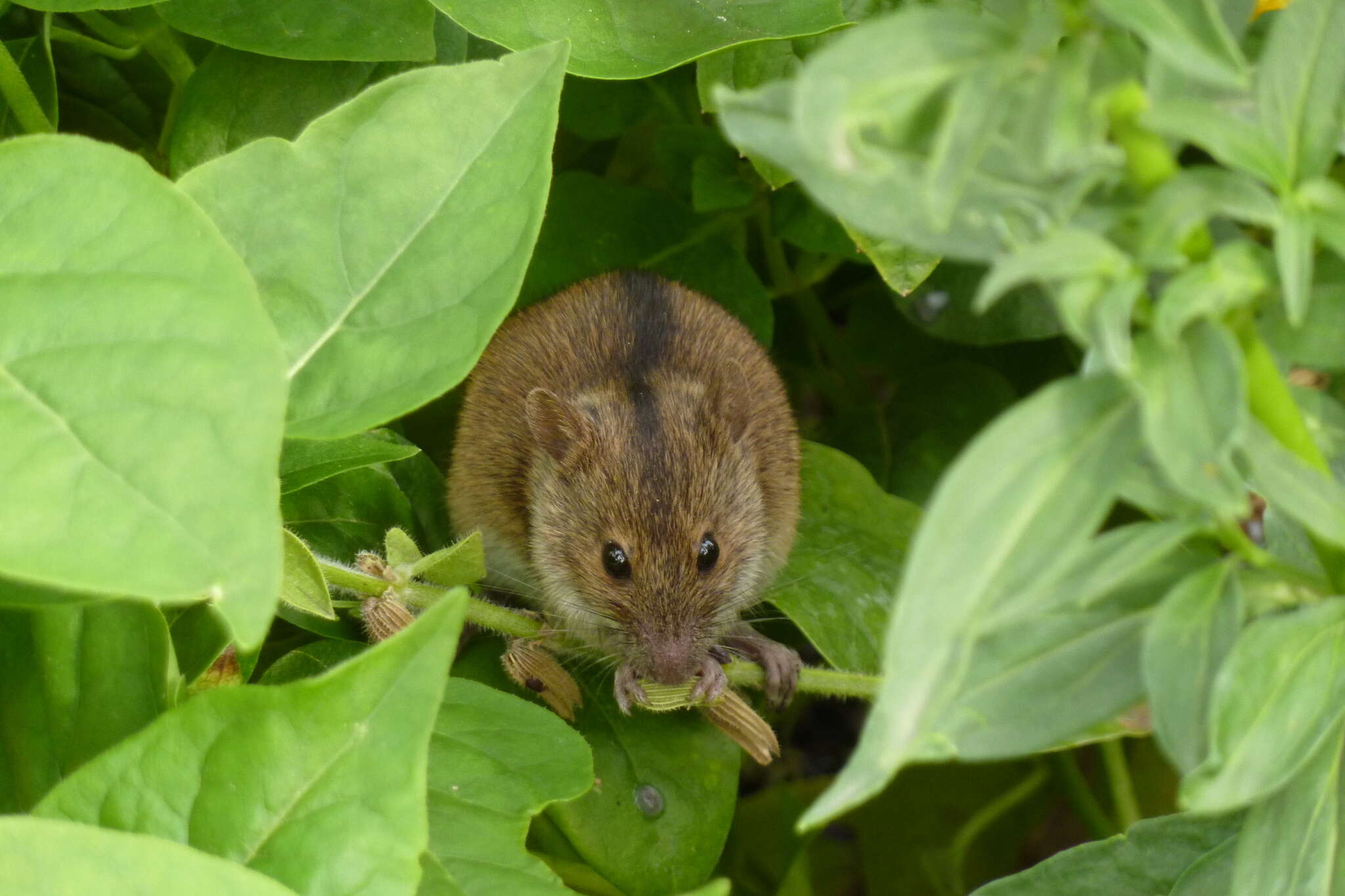 Image of Striped Field Mouse