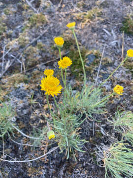 Image de Erigeron linearis (Hook.) Piper