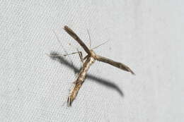 Image of Eupatorium Plume Moth