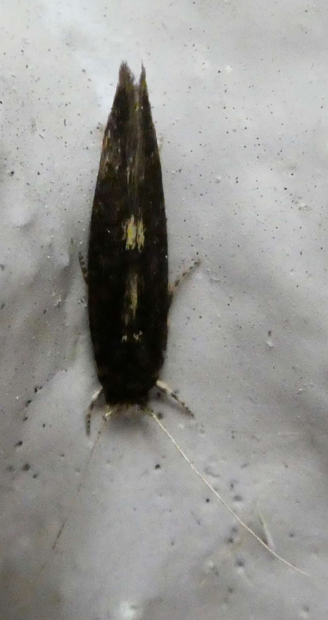 Image of Moth