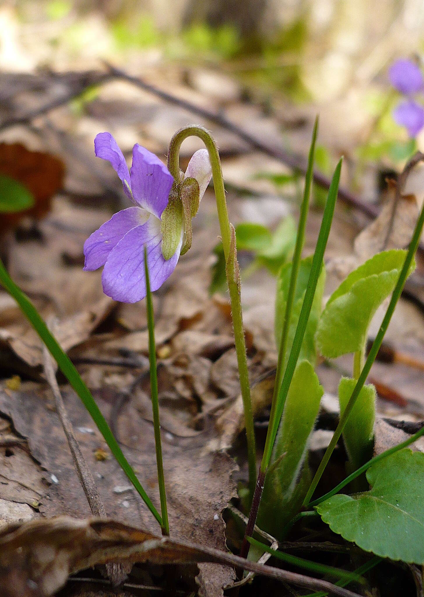 Image of Viola collina Bess.