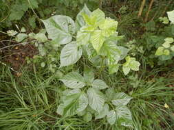 Image de Rubus polonicus Barr. ex Weston