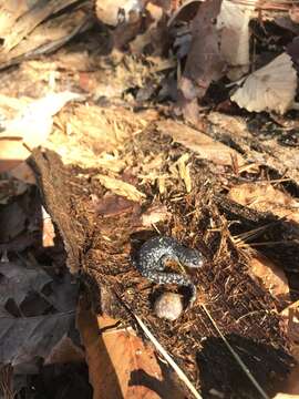 Plancia ëd Ambystoma mabeei Bishop 1928