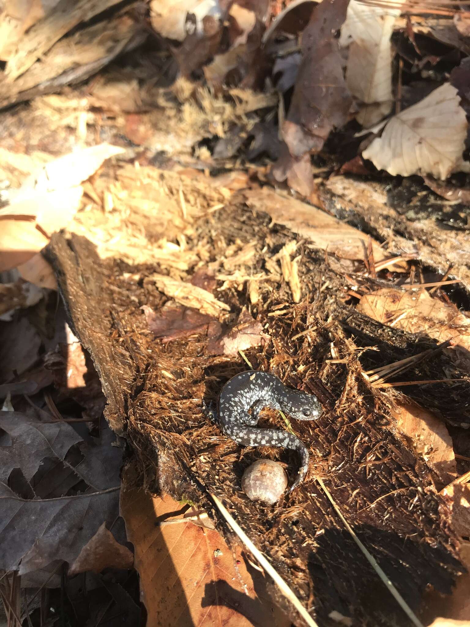 Image of Mabee's Salamander