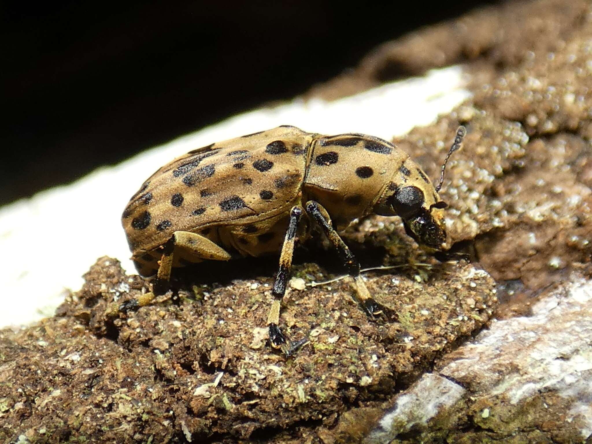 Image de Euparius polius Jordan 1904