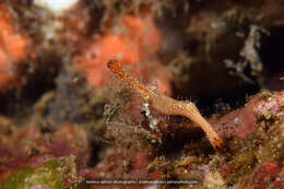 Image de Leander plumosus Bruce 1994