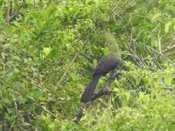 Image of Green Turaco