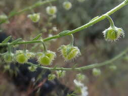 Imagem de Hackelia diffusa var. arida (Piper) R. L. Carr