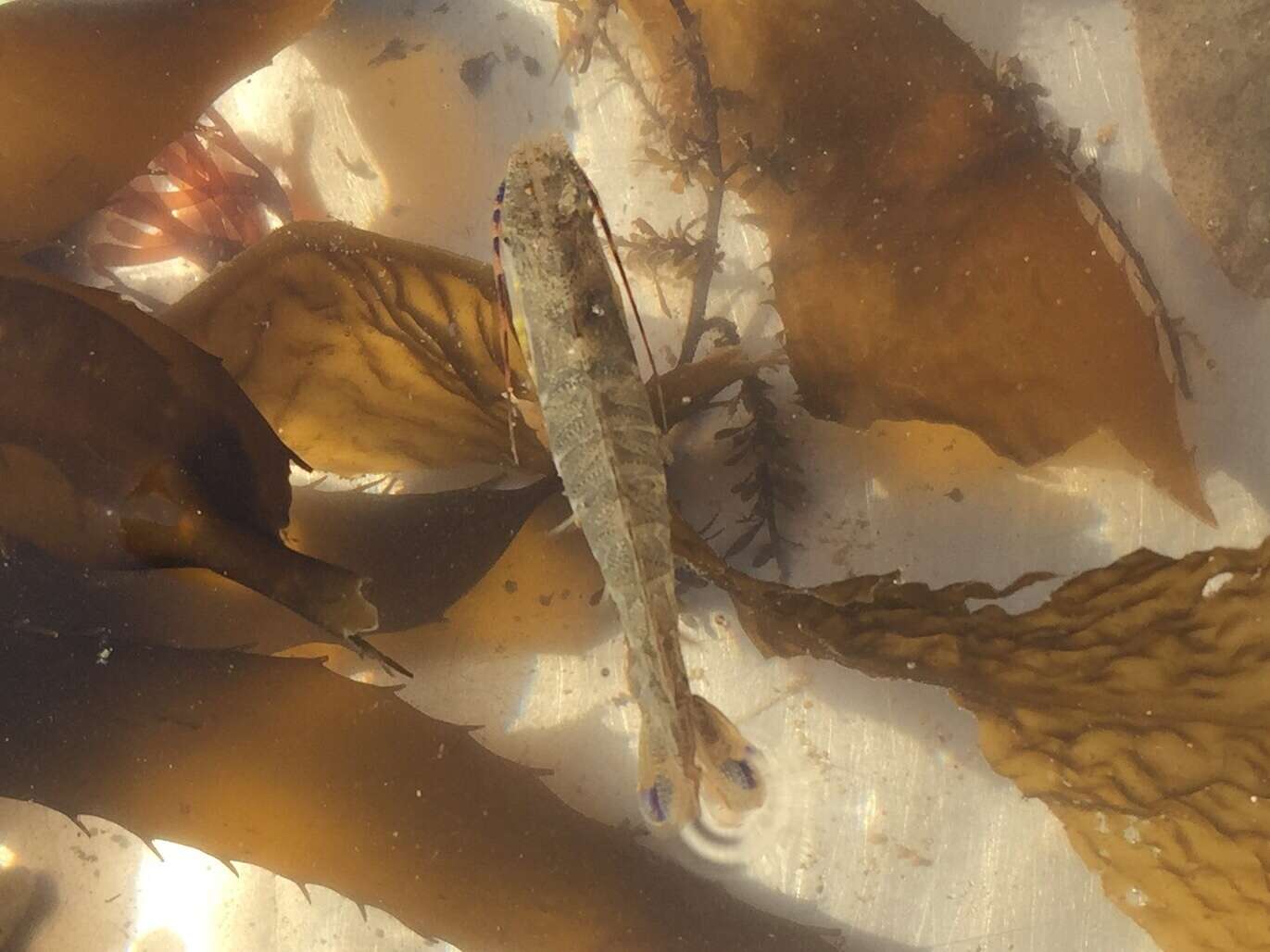 Image of target rock shrimp