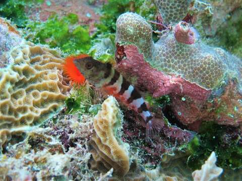 Image of Saddled Blenny