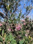 Image of Grevillea sericea subsp. sericea