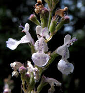 Image of Nepeta nuda L.