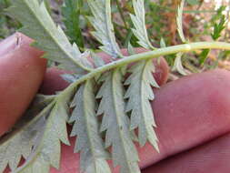 Image of Pacific silverweed