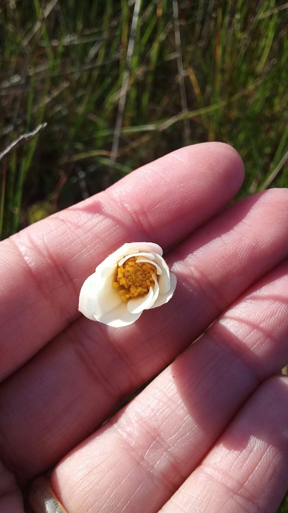 Image of Anemone palmata L.