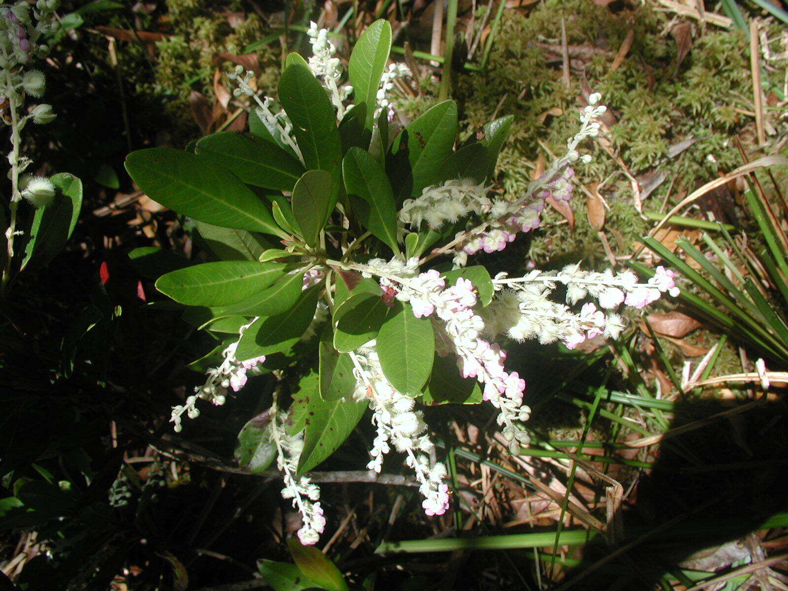 Image de Purdiaea belizensis (A. C. Sm. & Standl.) J. L. Thomas