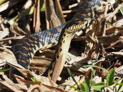 Image of Malagasy hognose snake