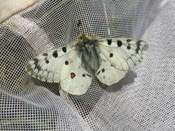 Sivun Parnassius smintheus Doubleday 1847 kuva